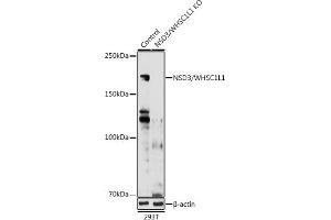 Western blot analysis of extracts from normal (control) and NSD3/WHSC1L1 knockout (KO) 293T cells, using NSD3/WHSC1L1 antibody (ABIN6130794, ABIN6150215, ABIN6150216 and ABIN6221225) at 1:1000 dilution. (WHSC1L1 anticorps  (AA 1-270))