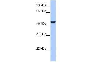 ABHD5 antibody used at 1 ug/ml to detect target protein. (ABHD5 anticorps  (C-Term))