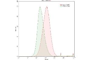 Detection of CASP8 in HepG2 human hepatocellular carcinoma cell line using Polyclonal Antibody to Caspase 8 (CASP8)