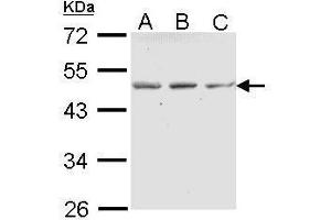 WB Image Sample (30 ug of whole cell lysate) A: A431 , B: H1299 C: Hela 10% SDS PAGE antibody diluted at 1:1000
