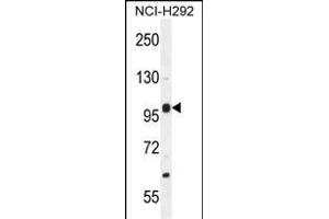 NBPF8 Antibody (N-term) (ABIN655536 and ABIN2845048) western blot analysis in NCI- cell line lysates (35 μg/lane). (NBPF8 anticorps  (N-Term))