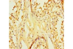 Immunohistochemistry of paraffin-embedded human testis tissue using ABIN7166855 at dilution of 1:100 (C8orf77 anticorps  (AA 1-214))