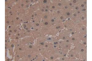 IHC-P analysis of Human Liver Tissue, with DAB staining. (ARG anticorps  (AA 1-322))