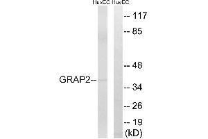 Western blot analysis of extracts from HuvEc cells, using GRAP2 antibody. (GRAP2 anticorps  (Internal Region))