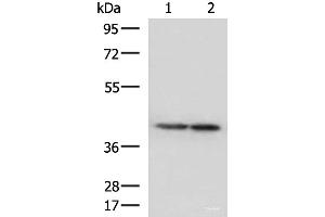 Western blot analysis of Human cerebella tissue and Human cerebrum tissue lysates using ATP6V1C1 Polyclonal Antibody at dilution of 1:500 (ATP6V1C1 anticorps)