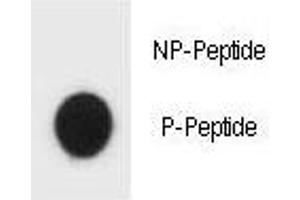 Dot blot analysis of phospho-TSC1 antibody.