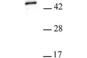PHF6 antibody (pAb) tested by Western blot. (PHF6 anticorps  (Isoform 1, N-Term))