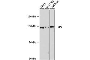 Western blot analysis of extracts of various cell lines, using SP1 antibody (ABIN7270505) at 1:1000 dilution. (SP1 anticorps)