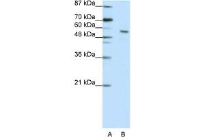 WB Suggested Anti-INSM2 Antibody Titration:  2. (INSM2 anticorps  (N-Term))