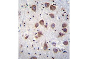 PDE1B Antibody (C-term) (ABIN655791 and ABIN2845221) immunohistochemistry analysis in formalin fixed and paraffin embedded human brain tissue followed by peroxidase conjugation of the secondary antibody and DAB staining. (PDE1B anticorps  (C-Term))