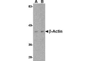 Western blot analysis of actin in HeLa cell lysate with beta-actin antibody at (A) 1 and (B) 2 µg/mL. (beta Actin anticorps  (C-Term))