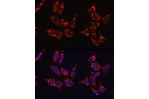 Immunofluorescence analysis of NIH/3T3 cells using IDH1 Rabbit pAb (ABIN3023105, ABIN3023106, ABIN3023107 and ABIN6219391) at dilution of 1:50 (40x lens). (IDH1 anticorps  (AA 1-414))