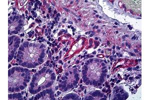 Anti-PPP3CA / Calcineurin A antibody IHC of human small intestine.