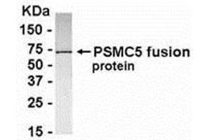 Western Blotting (WB) image for anti-Proteasome (Prosome, Macropain) 26S Subunit, ATPase, 5 (PSMC5) (AA 2-160) antibody (ABIN2468166) (PSMC5 anticorps  (AA 2-160))