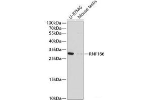 Western blot analysis of extracts of various cell lines using RNF166 Polyclonal Antibody at dilution of 1:1000. (RNF166 anticorps)