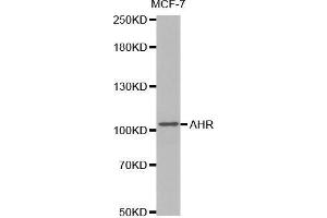Western blot analysis of extracts of MCF7 cells lines, using AHR antibody. (Aryl Hydrocarbon Receptor anticorps  (AA 619-848))