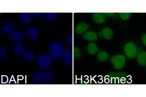 Immunofluorescence analysis of 293T cell using H3K36me3 antibody.