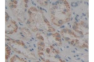 IHC-P analysis of Human Kidney Tissue, with DAB staining. (LOR anticorps  (AA 210-295))