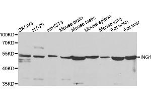 Western blot analysis of extracts of various cell lines, using ING1 antibody (ABIN5975667) at 1/500 dilution. (ING1 anticorps)