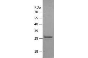 Western Blotting (WB) image for Claudin 3 (CLDN3) (AA 30-80) protein (His-IF2DI Tag) (ABIN7122407)