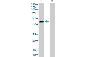 Western Blot analysis of LRRC23 expression in transfected 293T cell line by LRRC23 MaxPab polyclonal antibody. (LRRC23 anticorps  (AA 1-343))