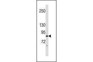 NALD2 Antibody (C-term) (ABIN1881563 and ABIN2843253) western blot analysis in CEM cell line lysates (35 μg/lane). (NAALAD2 anticorps  (C-Term))