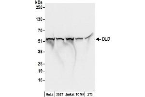 Western Blotting (WB) image for anti-Dihydrolipoamide Dehydrogenase (DLD) (AA 459-509) antibody (ABIN7453411) (DLD anticorps  (AA 459-509))