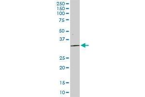 STX4 MaxPab rabbit polyclonal antibody.