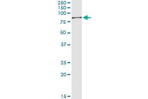 Immunoprecipitation of SWAP70 transfected lysate using anti-SWAP70 MaxPab rabbit polyclonal antibody and Protein A Magnetic Bead , and immunoblotted with SWAP70 purified MaxPab mouse polyclonal antibody (B01P) .