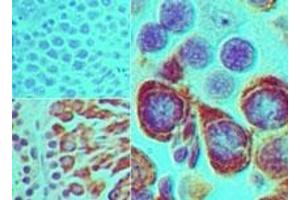 Image no. 1 for anti-Piwi-Like 2 (PIWIL2) (AA 30-80) antibody (ABIN960307)