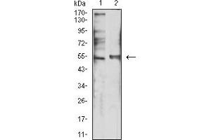 Western blot analysis using HTR3B mouse mAb against SK-N-SH (1) and Hela (2) cell lysate.