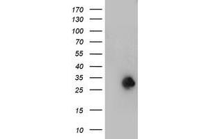 Image no. 1 for anti-N-Acetylneuraminic Acid Phosphatase (NANP) antibody (ABIN1499640) (NANP anticorps)