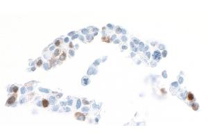 Immunocytochemistry (ICC) image for anti-Arginase, Liver (ARG1) (AA 1-322) antibody (ABIN7454020)