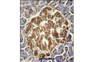 GCH1 Antibody immunohistochemistry analysis in formalin fixed and paraffin embedded human pancreas followed by peroxidase conjugation of the secondary antibody and DAB staining. (GCH1 anticorps  (N-Term))