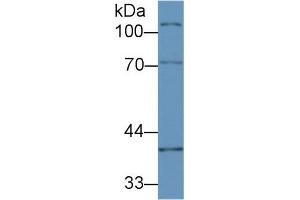 Western blot analysis of Mouse Ovary lysate, using Mouse CUZD1 Antibody (2 µg/ml) and HRP-conjugated Goat Anti-Rabbit antibody ( (CUZD1 anticorps  (AA 291-545))