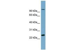 Image no. 1 for anti-Sema Domain, Immunoglobulin Domain (Ig), Short Basic Domain, Secreted, (Semaphorin) 3D (SEMA3D) (AA 611-660) antibody (ABIN6743845) (SEMA3D anticorps  (AA 611-660))