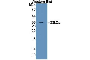 Western blot analysis of the recombinant protein.