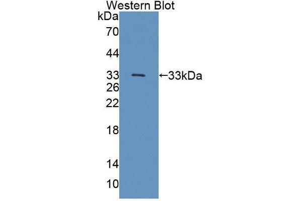 TSSK1 抗体  (AA 52-309)
