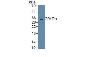 Detection of Recombinant CMA1, Human using Polyclonal Antibody to Chymase 1, Mast Cell (CMA1) (CMA1 anticorps  (AA 22-247))