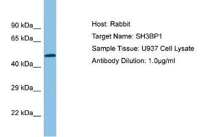 Host:  Rabbit  Target Name:  SH3BP1  Sample Type:  U937 Whole cell lysates  Antibody Dilution:  1. (SH3BP1 anticorps  (C-Term))