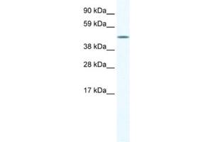 anti-A830039H10RIK antibody