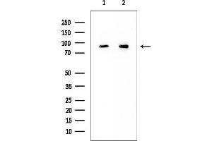 anti-M-Cadherin (CDH15) (N-Term) antibody