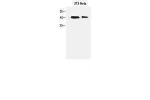 Western Blot analysis of 3T3, Hela cells using α-SMA Polyclonal Antibody at dilution of 1:1500. (alpha-SMA anticorps)