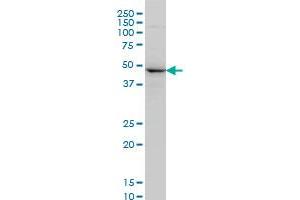 NEK2 monoclonal antibody (M02), clone 2F9 Western Blot analysis of NEK2 expression in PC-12 .