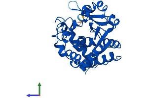 AlphaFold protein structure predicition of Mouse Recombinant Sult1e1 Protein, UniprotID P49891