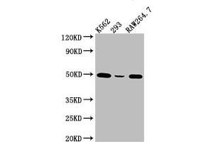 Western Blot Positive WB detected in: K562 whole cell lysate, 293 whole cell lysate, RAW264. (Recombinant EIF4A1 anticorps)