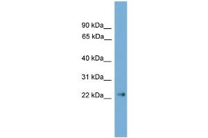 WB Suggested Anti-Cldn6 Antibody Titration:  0. (Claudin 6 anticorps  (C-Term))