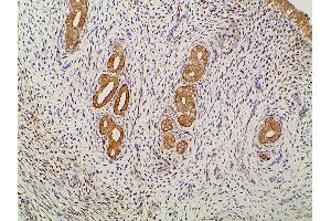 ABIN6277691 at 1/100 staining rat uterine tissue sections by IHC-P. (Ephrin B2 anticorps  (C-Term))