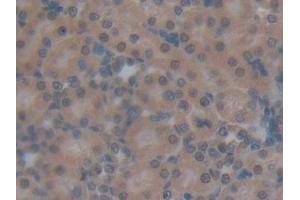 Detection of OCM in Rat Kidney Tissue using Polyclonal Antibody to Oncomodulin (OCM)