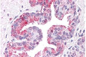 Anti-ERAP1 / ARTS1 antibody  ABIN1048575 IHC staining of human prostate. (ERAP1 anticorps  (Internal Region))